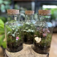 Glass Jar Terrarium With Cork Lid