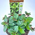 Organic Chocolate Mint plant (*Mentha x piperita*) with vibrant green leaves in a natural pot.