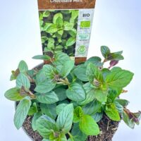 Organic Chocolate Mint plant (*Mentha x piperita*) with vibrant green leaves in a natural pot.