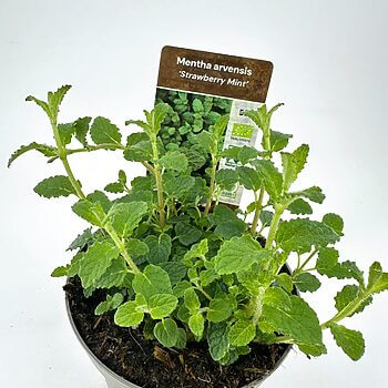 Vibrant Strawberry Mint plant in grey pot, lush green leaves perfect for gardens and kitchens.