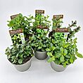 A rustic display of organic mint plant varieties in concrete pots.