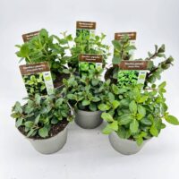 A rustic display of organic mint plant varieties in concrete pots.