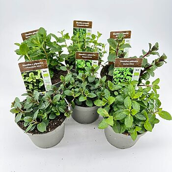 A rustic display of organic mint plant varieties in concrete pots.