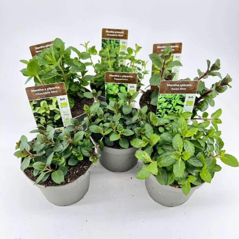 A rustic display of organic mint plant varieties in concrete pots.