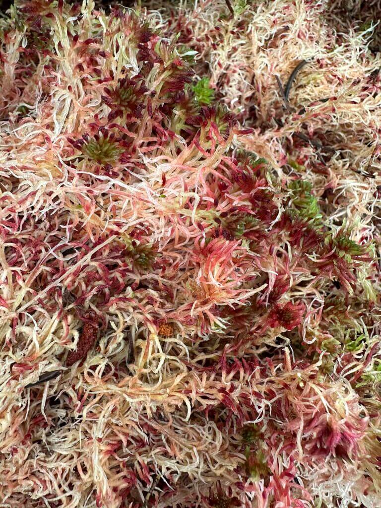 Colourful moss and lichen landscape, showcasing intricate textures and vibrant natural details.