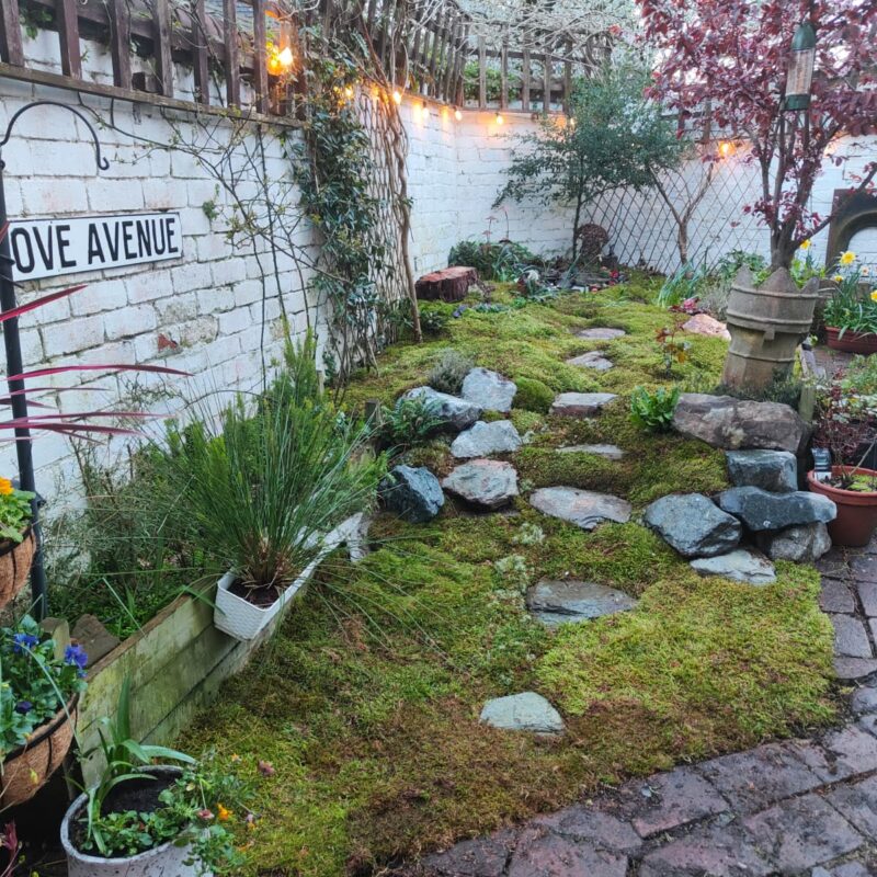 moss garden D Roche 1 Fresh Live Sheet Carpet Moss – Seasonal Variety