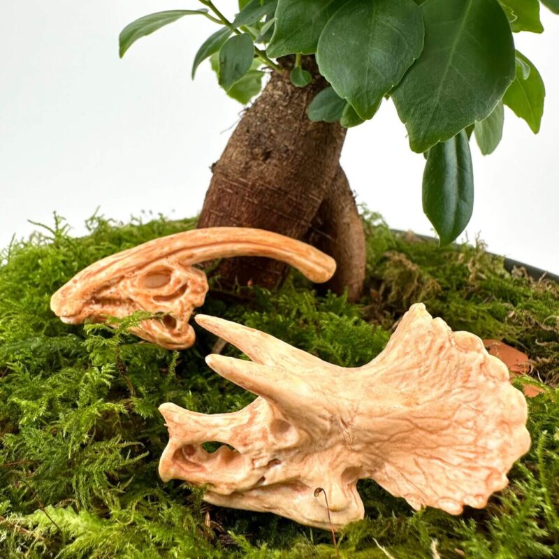 Natures Harmony: Life and Ancient Echoes Tranquil pot plant with artistic skull sculptures, symbolising life, history, and natures harmony.