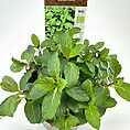 Thriving organic Mentha spicata plant with lush green leaves and eco-friendly tag.