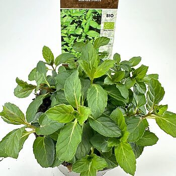 Thriving organic Mentha spicata plant with lush green leaves and eco-friendly tag.