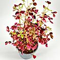 Vibrant houseplant with heart-shaped leaves in green, crimson, and pink hues.