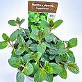 Organic peppermint plant in pot with lush green leaves, for culinary and aromatic uses.
