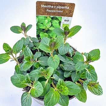 Organic peppermint plant in pot with lush green leaves, for culinary and aromatic uses.