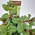 Organic peppermint plant in a pot with vibrant green leaves and a reddish stem.