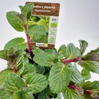 Organic peppermint plant in a pot with vibrant green leaves and a reddish stem.