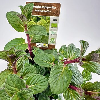 Organic peppermint plant in a pot with vibrant green leaves and a reddish stem.
