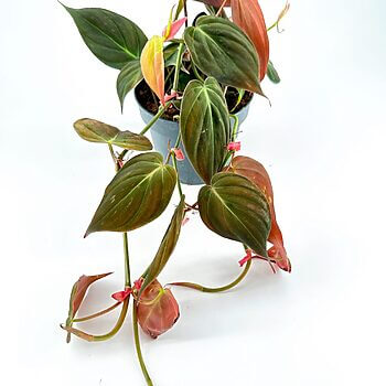 Vibrant philodendron with green, red-tipped leaves in a black pot against a white background.