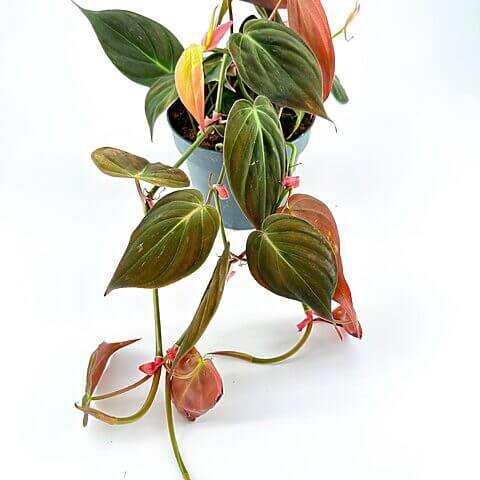 Vibrant philodendron with green, red-tipped leaves in a black pot against a white background.