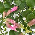 Blooming succulent with glossy green leaves and pink tubular flowers.