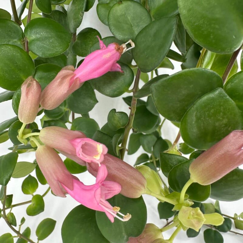 Succulent Elegance: Pink Blooms and Glossy Leaves Blooming succulent with glossy green leaves and pink tubular flowers.
