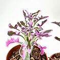 Two vibrant potted plants with pink-green leaves in terracotta pots against a white background.