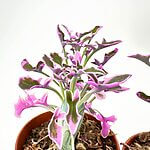 Senecio Articulatus Variegata Candle Plant Succulent