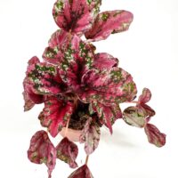 Vibrant houseplant with pink and green variegated leaves in a terracotta pot.