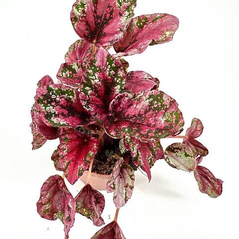 Vibrant houseplant with pink and green variegated leaves in a terracotta pot.