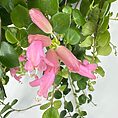 Vibrant green leaves and pink flowers with glossy foliage and tubular blossoms.