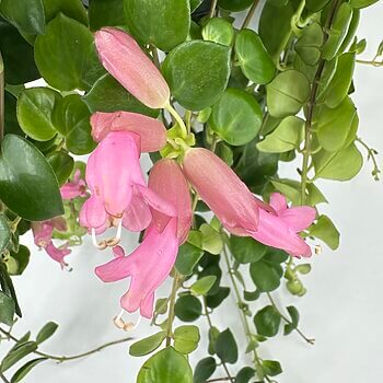 Vibrant green leaves and pink flowers with glossy foliage and tubular blossoms.