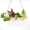 Vibrant plant cuttings in glass tubes on rustic wooden shelf.