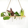 Vibrant plant cuttings in glass tubes on rustic wooden shelf.