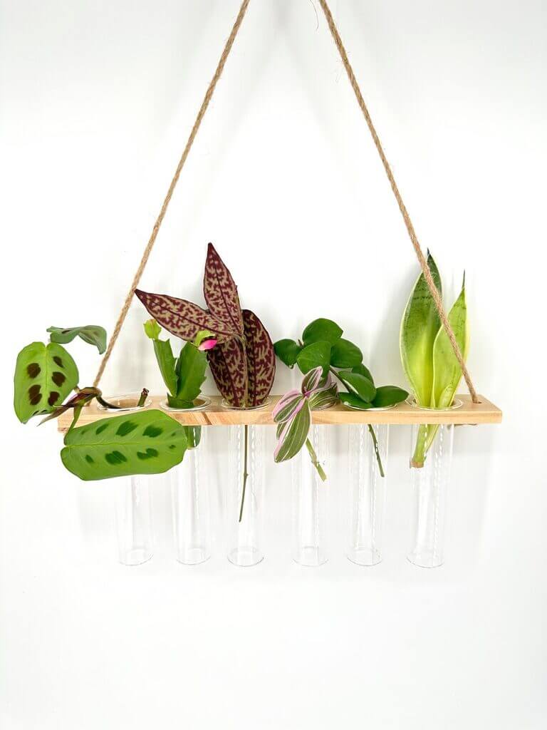 Vibrant plant cuttings in glass tubes on rustic wooden shelf.