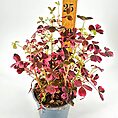 Colourful potted plant with pink and maroon leaves, measuring 25 cm in height.