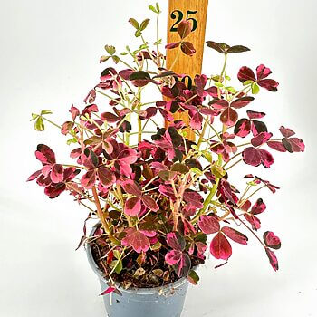 Colourful potted plant with pink and maroon leaves, measuring 25 cm in height.