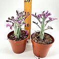 Symmetrical potted plants with pink flowers, wooden ruler for scale, rustic aesthetic.