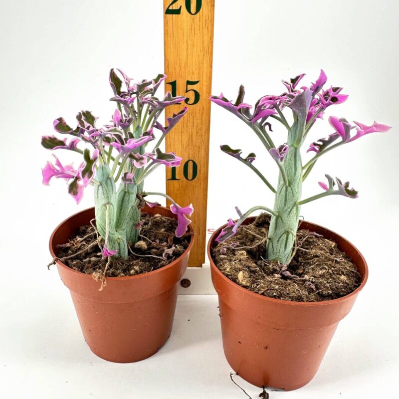 Blooming Symmetry: Pink Flowers in Clay Pots Symmetrical potted plants with pink flowers, wooden ruler for scale, rustic aesthetic.