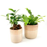Decorative potted bonsai and fern with green foliage and stylish beige pots.