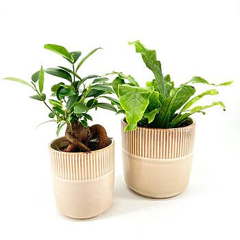 Decorative potted bonsai and fern with green foliage and stylish beige pots.