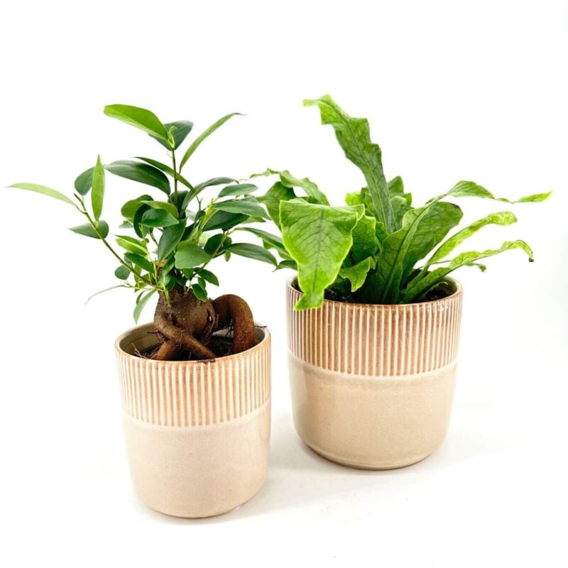 Decorative potted bonsai and fern with green foliage and stylish beige pots.