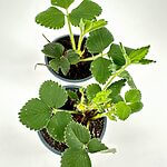 Strawberry Plants Fragaria