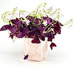 Pastel Corduroy Fabric Planter with Eco-Leather Handle