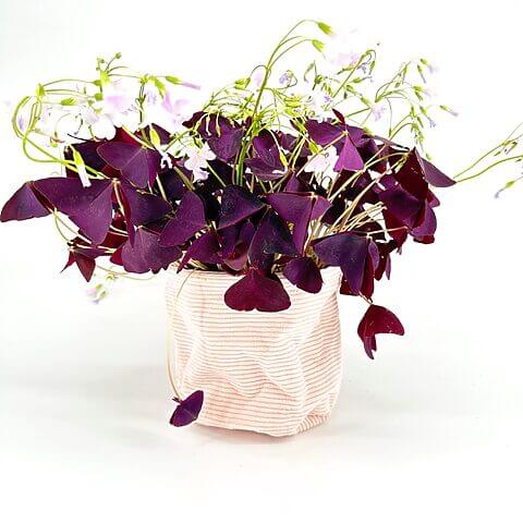 Potted plant with heart-shaped purple leaves and white flowers in a pink textured pot.