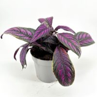 Vibrant houseplant with purple veined leaves in a grey pot against a white background.