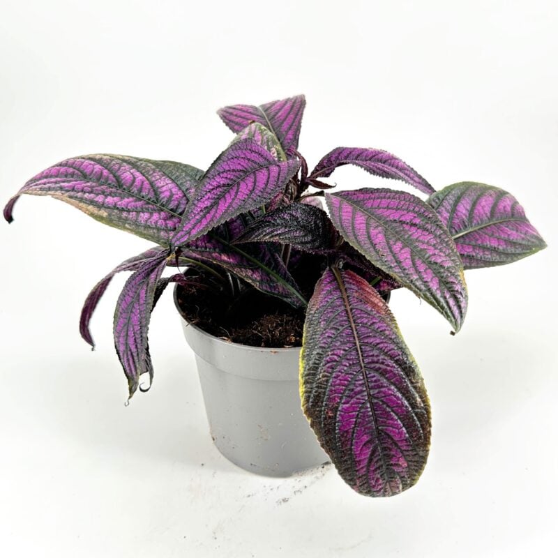 Vibrant Purple-Veined Houseplant in Grey Pot Vibrant houseplant with purple veined leaves in a grey pot against a white background.