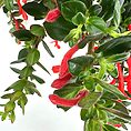 Vibrant red tubular flowers and lush green leaves create a stunning botanical display.