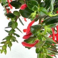 Vibrant red tubular flowers and lush green leaves create a stunning botanical display.