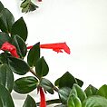 Vibrant red tubular flowers with lush green leaves on a white background.