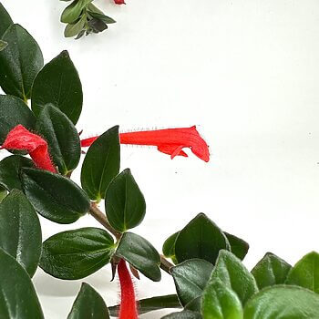 Vibrant red tubular flowers with lush green leaves on a white background.