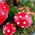 Fantasy red mushrooms with white dots in mossy forest setting.