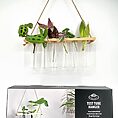 Rustic test tube plant holder display with assorted vibrant indoor plants.